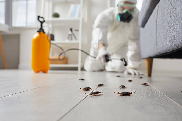 Commercial Kitchen Cockroach Control in Celina